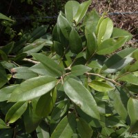 Uvaria zeylanica L.